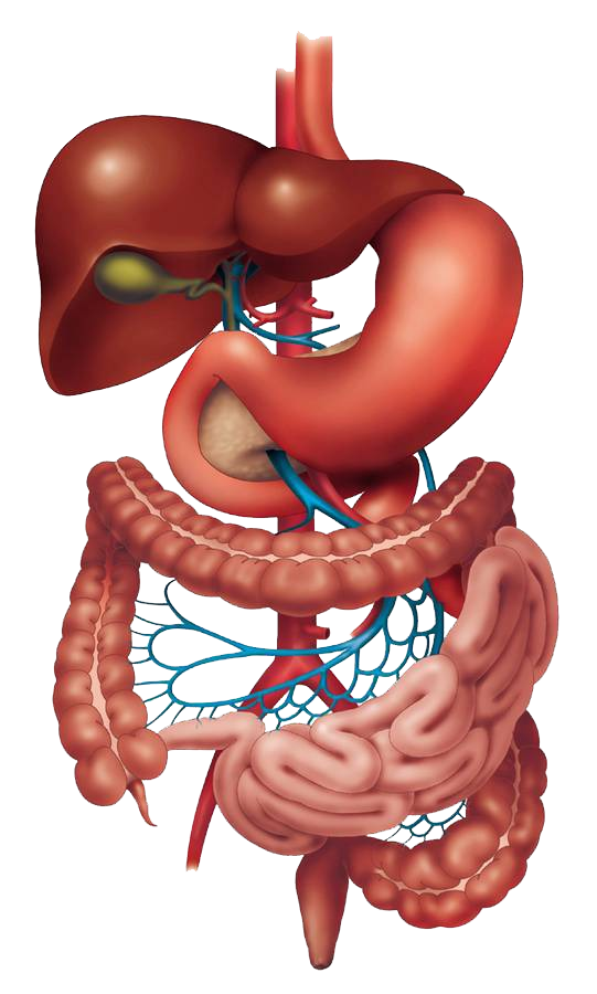 Frequently Asked Questions (FAQ'S) solved by Dr. Shankar Bhanushali, Top Gastroenterologist, Hepatologist specialised in diagnostic & therapeutic endoscopic procedures & liver transplantation surgeries in Ulwe, Navi Mumbai.