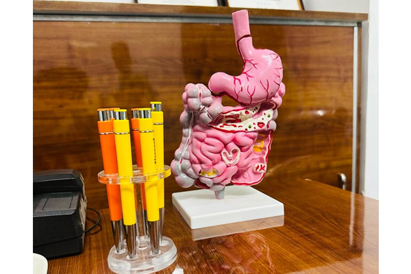 GRFIT Large Intestine Model - Human Organ Anatomy Model Anatomical Structure Model of Rectum, Duodenum, Internal Organs and Stomach